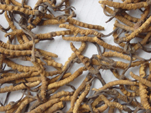 Global B2B directory Global trade lead