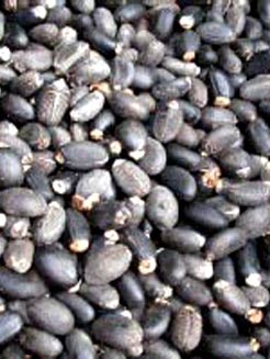 Global B2B directory Global trade lead